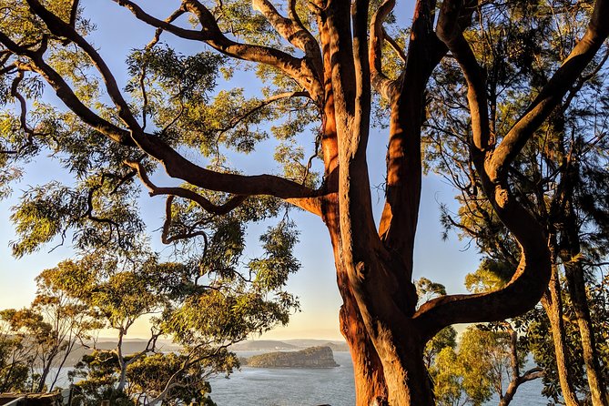 Golden Beaches and Ocean Vistas MANLY AND NORTHERN BEACHES PRIVATE TOUR - Walking from Manly to Shelly Beach