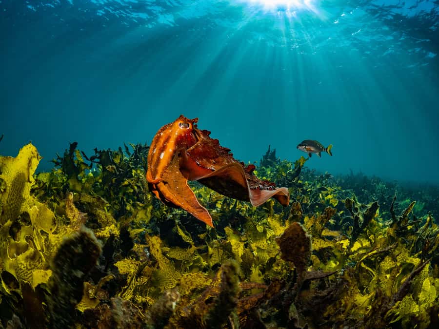 Guided Snorkel Tour at Australias most iconic beach - Key points to know before booking