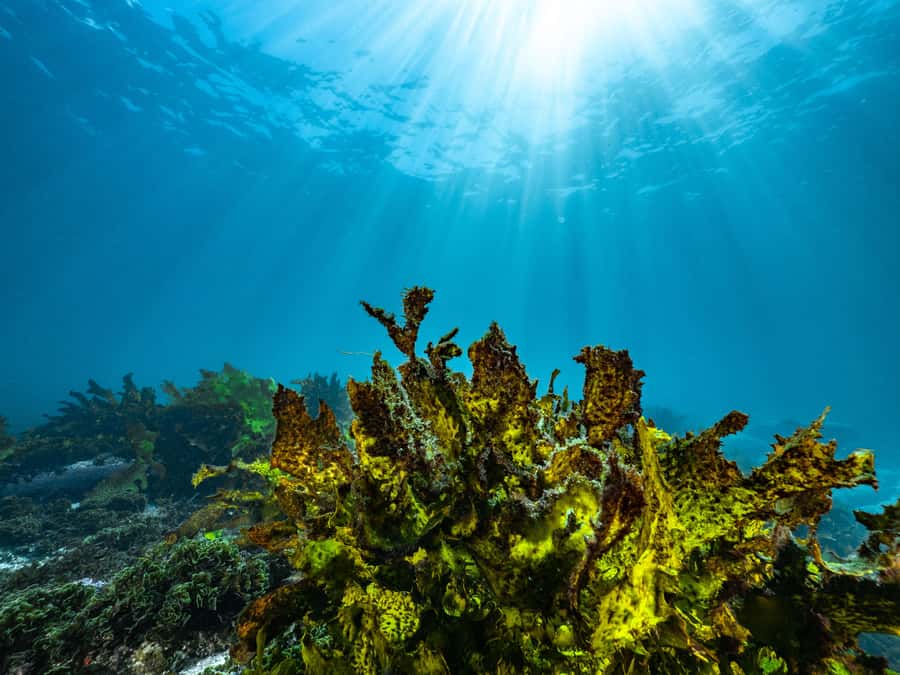 Guided Snorkel Tour at Australias most iconic beach - Help for first-time snorkelers