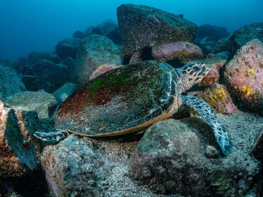 Guided Snorkel Tour at Australias most iconic beach - Booking flexibility and practical limits