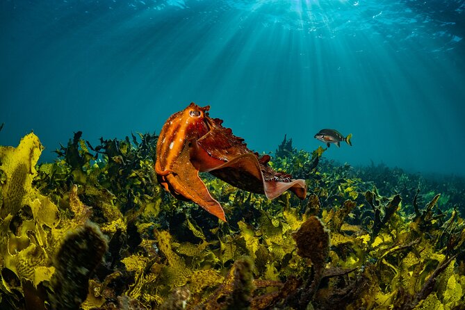 Guided Snorkeling Experience in Bondi - Key points to know before booking