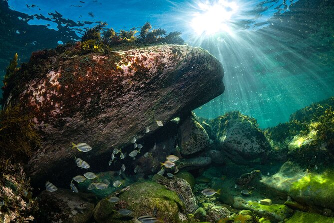 Guided Snorkeling Experience in Bondi - Starting on Bondi Road with the right equipment