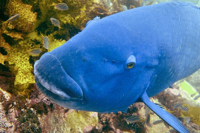 Guided Snorkeling Experience in Bondi - Timing, meeting point, and what to bring