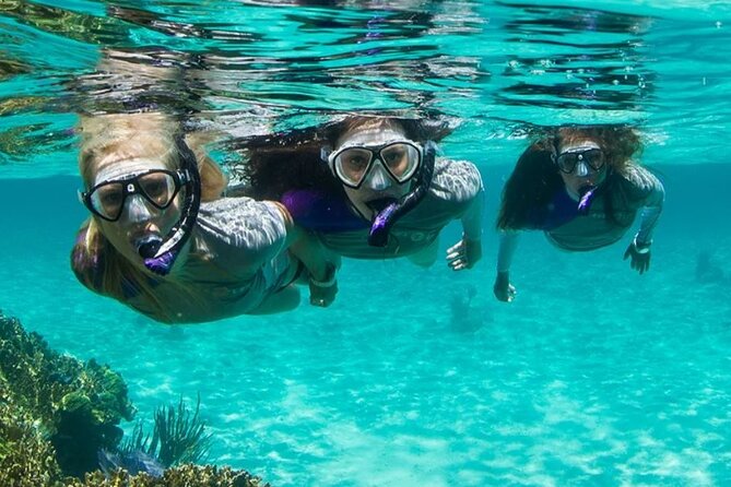 Guided Snorkeling Experience in Bondi - One hour looking for Sydney’s marine life