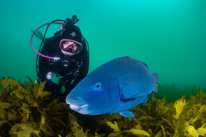 Half-Day Private Discover Dive at Australia's Iconic Beach - Starting at 198 Bondi Road