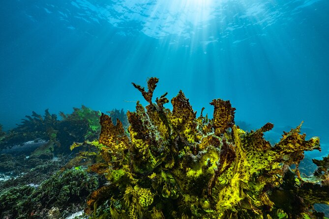 Half-Day Private Discover Dive at Australia's Iconic Beach - Marine life you might see beneath Sydney
