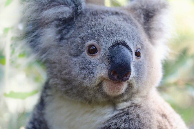 Horse Riding, Koalas & Kangaroos - Wild Australia: Private Tour - Mrs Macquarie’s Chair and the Opera House before breakfast