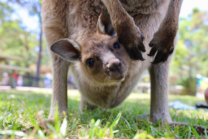 Horse Riding, Koalas & Kangaroos - Wild Australia: Private Tour - Koalas and kangaroos at Walkabout Wildlife Sanctuary