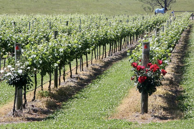 Hunter Valley Private Wine Tasting Tour from Sydney - The value of a private day from Sydney