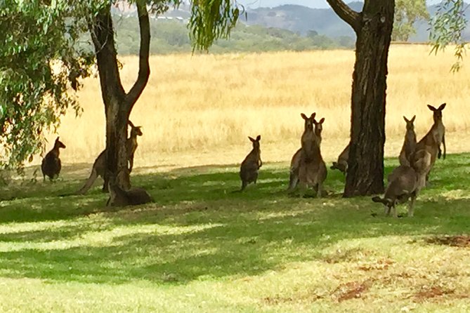 Hunter Valley Wine Tasting Private Tour From Sydney - Who should book this Hunter Valley day trip?