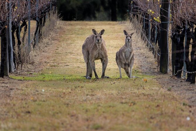 Hunter Valley Wine Tour from Sydney: 3 Wineries & Vineyard Picnic - The guides can shape the entire experience