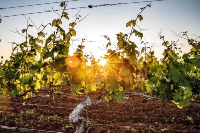 Luxury Hunter Valley Wildlife & Wine Tasting Tour from Sydney