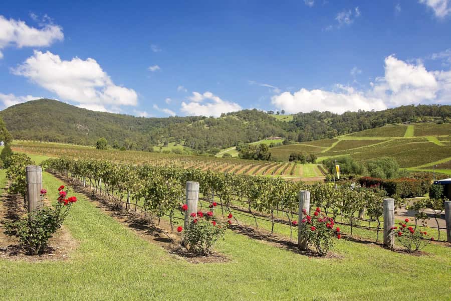 Hunter Valley: Wine Tour with 3 Tastings and Garden Lunch - Timing your return to Sydney