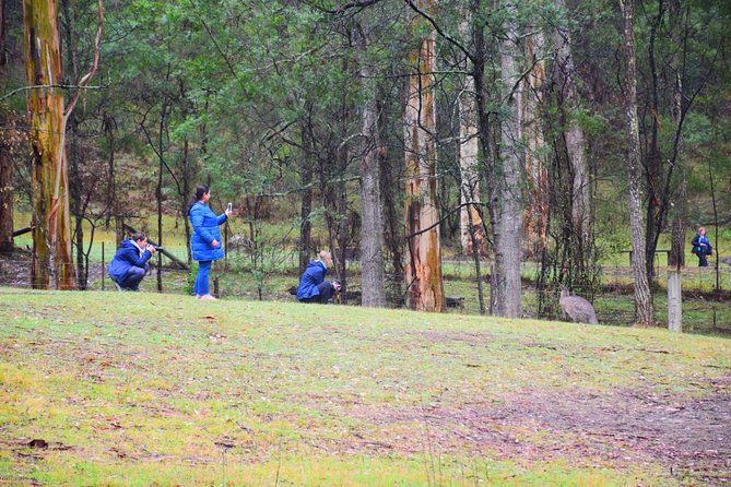 Inside the Greater Blue Mountains World Heritage - A Private Wildlife Safari Overnight - Lunch in Blackheath and the move toward Jenolan