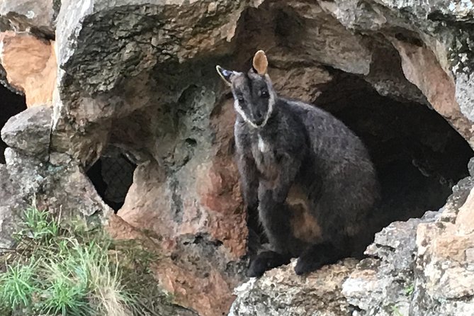 Inside the Greater Blue Mountains World Heritage - A Private Wildlife Safari Overnight - Walking the Undercliff Circuit at Wentworth Falls