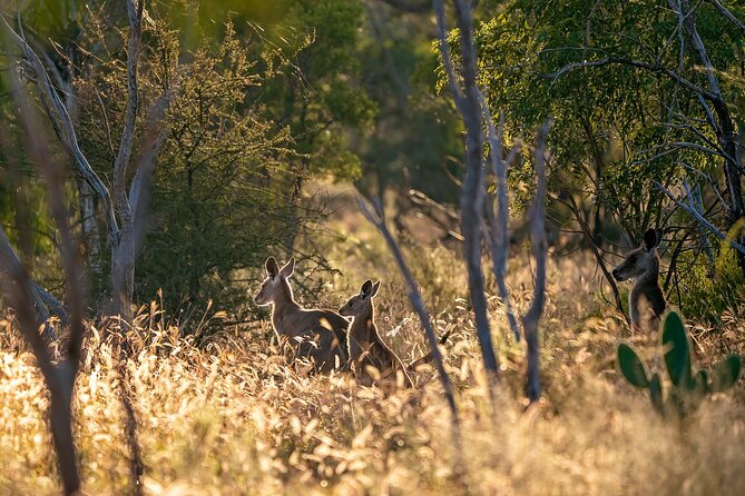 Intimate Blue Mountains Wild Kangaroos & Sunset for Nature Lovers - Why this Blue Mountains trip feels different