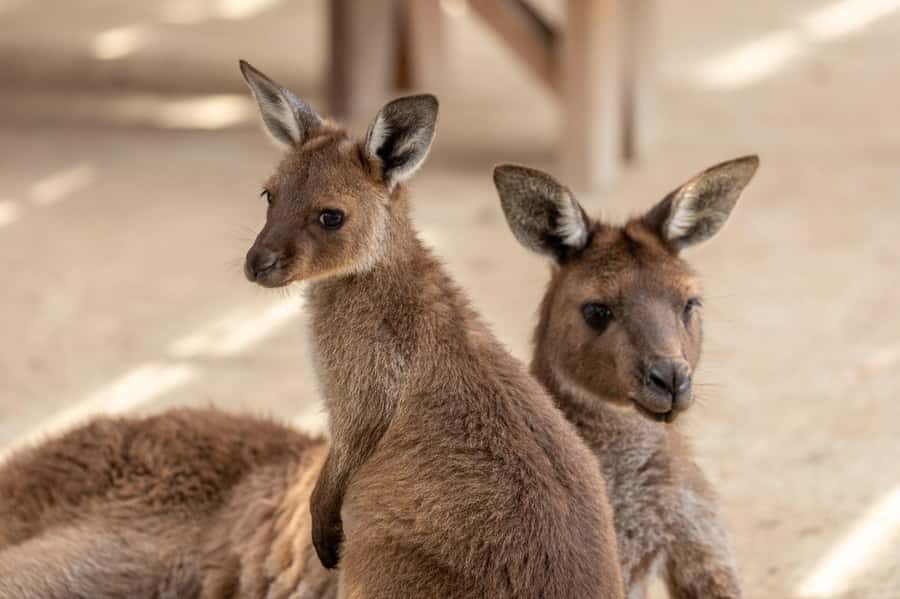 Japanese Tour Small Group: Blue Mountains, Scenic World, Zoo - Who will get the most from this day