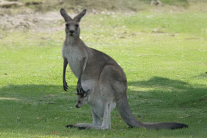 Kangaroo Wildlife Half Day Small Group Tour From Sydney - Leaving Central Station at 1:00 pm