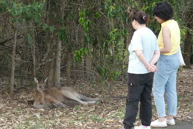 Kangaroo Wildlife Half Day Small Group Tour From Sydney - Is $118.07 good value?