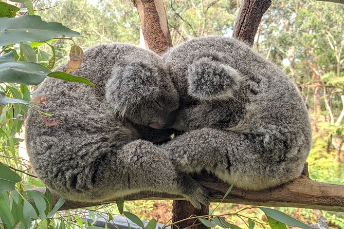 Koala & Kangaroos Experience, Waterfalls and Scenic Train Journey - Australian Reptile Park: the day’s main event