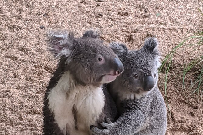 Koala & Kangaroos Experience, Waterfalls and Scenic Train Journey - Waterside towns, pelicans, and the Central Coast