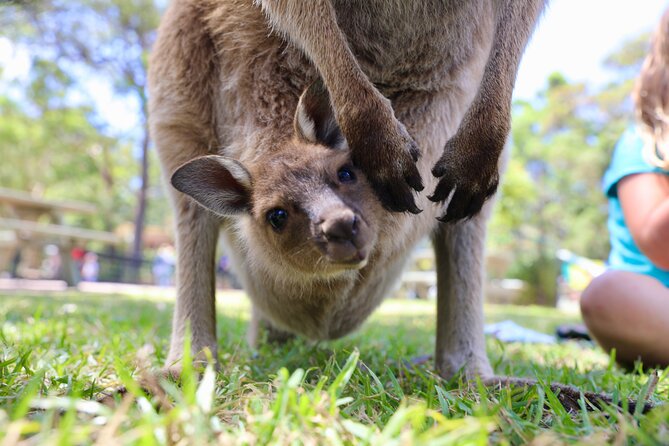 Luxury Hunter Valley Wildlife & Wine Tasting Tour from Sydney - What the price really includes