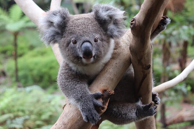 Luxury Hunter Valley Wildlife & Wine Tasting Tour from Sydney - Who will enjoy this day most