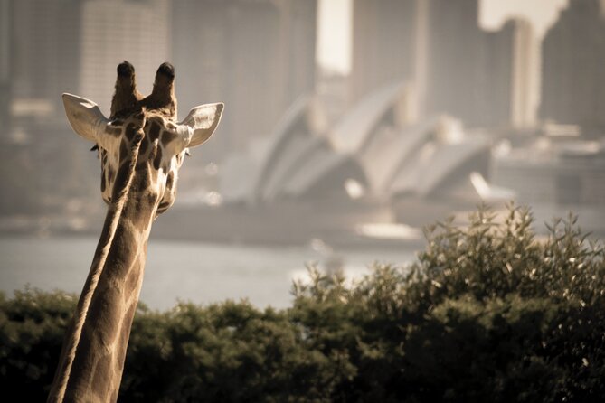 Luxury Sydney Tour - Why pickup and drop-off matter