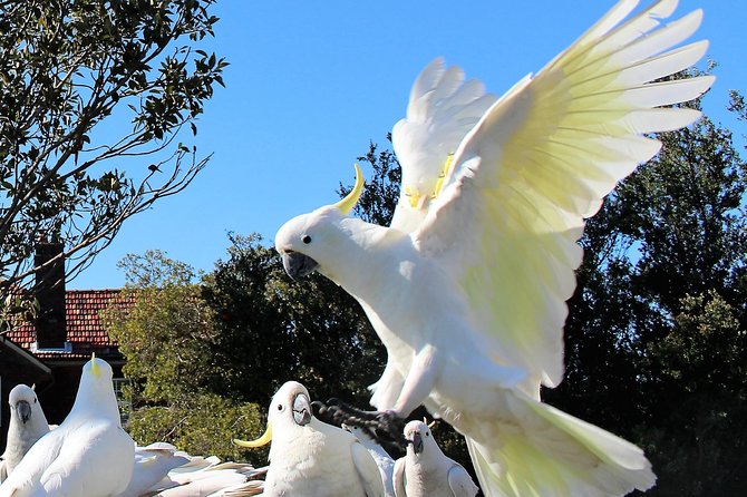 Manly and more private tour - Curl Curl gives you an open-ocean view