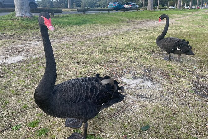 Morning or Afternoon Half-Day Sydney City Sightseeing Tour - Chinatown and the finish at Darling Harbour