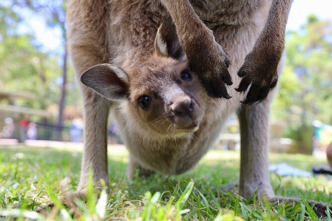Nature and Wildlife: Australia in One Day - Private Tour - Berowra Valley and Aboriginal carvings