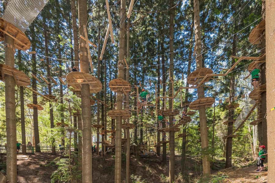 Pennant Hills: Tree Ropes Course Session - Why the forest setting changes the experience