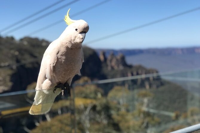 PJ Blue Mountains Supreme [Private Charter] - Two Hours at Scenic World