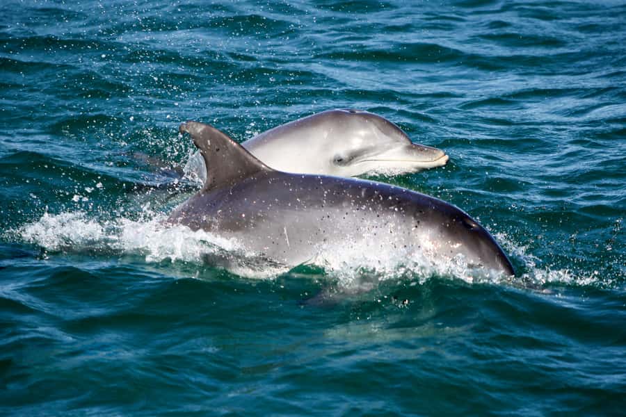Port Stephens: Dolphin, Lunch, Koalas&Sandboarding -Mandarin - Is the $140 price good value?