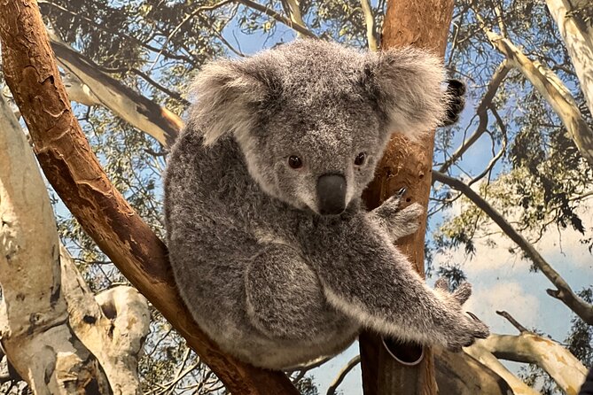 Private Blue Mountains Day Trip VIP from Sydney luxury Mercedes - Crossing Sydney’s western suburbs