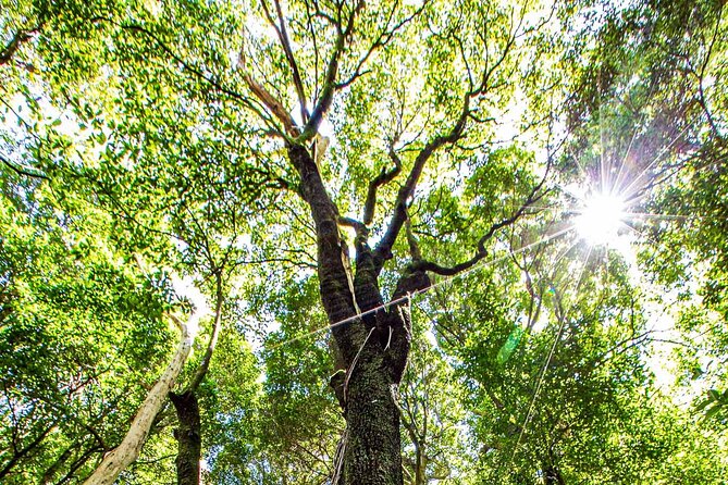 Private Blue Mountains Escape The Crowds Mercedes Tour - Wentworth Falls and the Jamison Valley