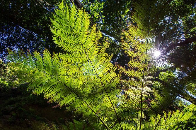 Private Blue Mountains Escape The Crowds Mercedes Tour - Scenic World: rides, rainforest, and extra cost