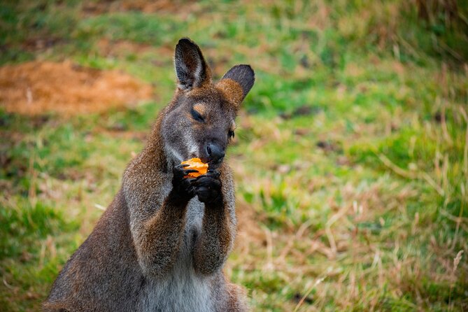 PRIVATE Blue Mountains Scenic World Australian Wildlife & Cruise - Featherdale Wildlife Park: a close start with Australian animals