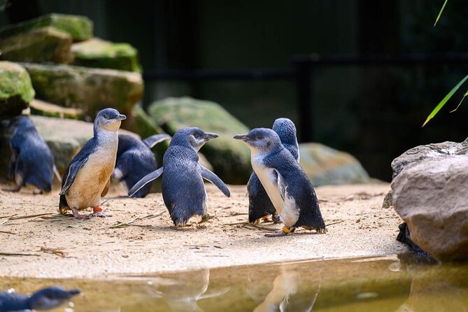 PRIVATE Blue Mountains Scenic World Australian Wildlife & Cruise - Is $584.55 per person a fair price?