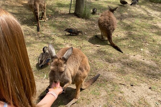 Private Blue Mountains Tour | Waterfalls, Koalas & Views - The Three Sisters is the essential classic