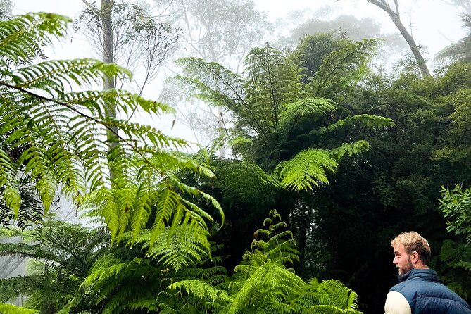 Private Blue Mountains Tour | Waterfalls, Koalas & Views - Scenic World adds rides, cost, and rainforest views