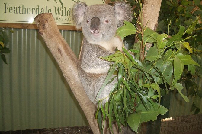 PRIVATE Blue Mountains Tour, Wildlife Park and River Cruise - Featherdale Wildlife Park or Sydney Zoo