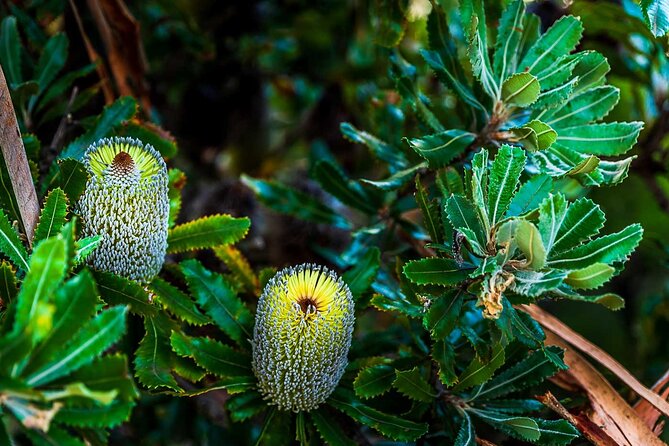 PRIVATE Blue Mountains Wilderness & Wildlife Late Start Tour - What the private format is really worth