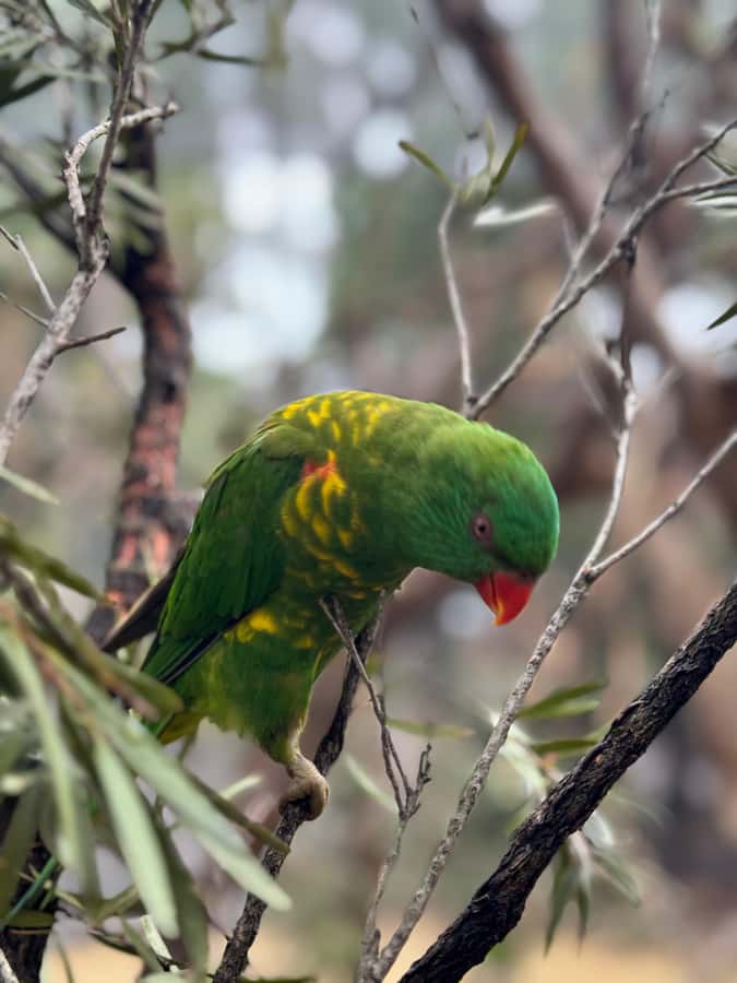 Private BlueMountains, ScenicWorld & AustralianWildlife Tour - What is included, and what you still need to plan