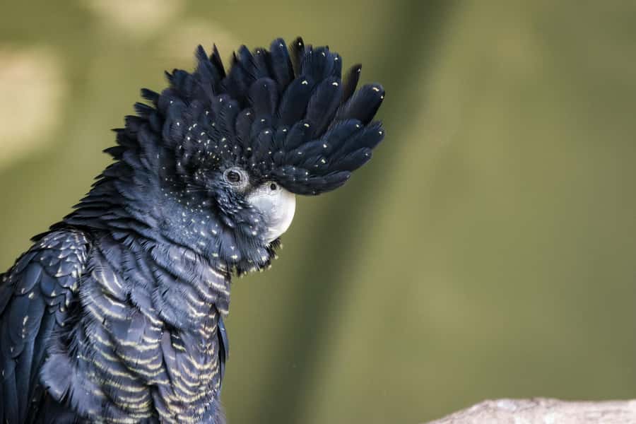 Private BlueMountains, ScenicWorld & AustralianWildlife Tour - Echo Point and the Three Sisters