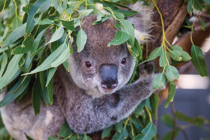 Private Guided Tour: Blue Mountains Tour from Sydney - Why a private Blue Mountains day makes sense