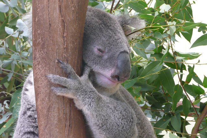 Private Guided Tour from Sydney to Blue Mountains National Park - Why this private Blue Mountains day works well