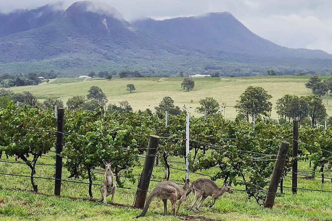 Private Hunter Valley Wine Tasting Tour from Sydney - Lunch in Pokolbin, with the restaurant left to you