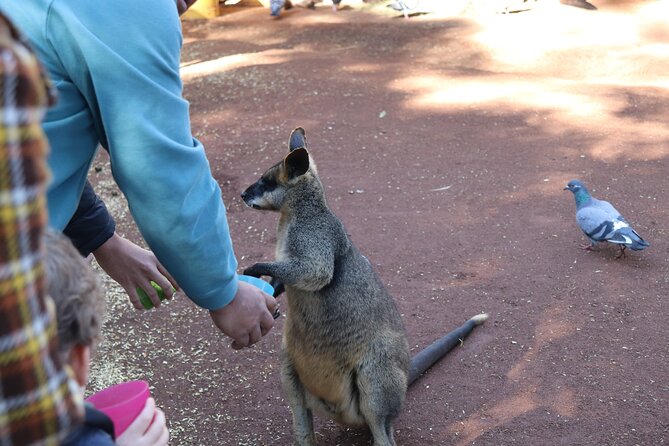Private Luxury Blue Mountain Tour with Wildlife and River Cruise - Katoomba Falls adds a short, worthwhile lookout