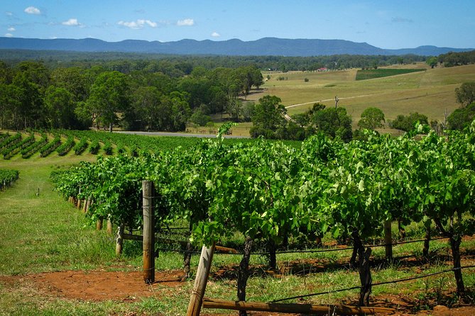 Private Luxury Tour: Tastes of the Hunter Valley - A two-course lunch at Café Enzo